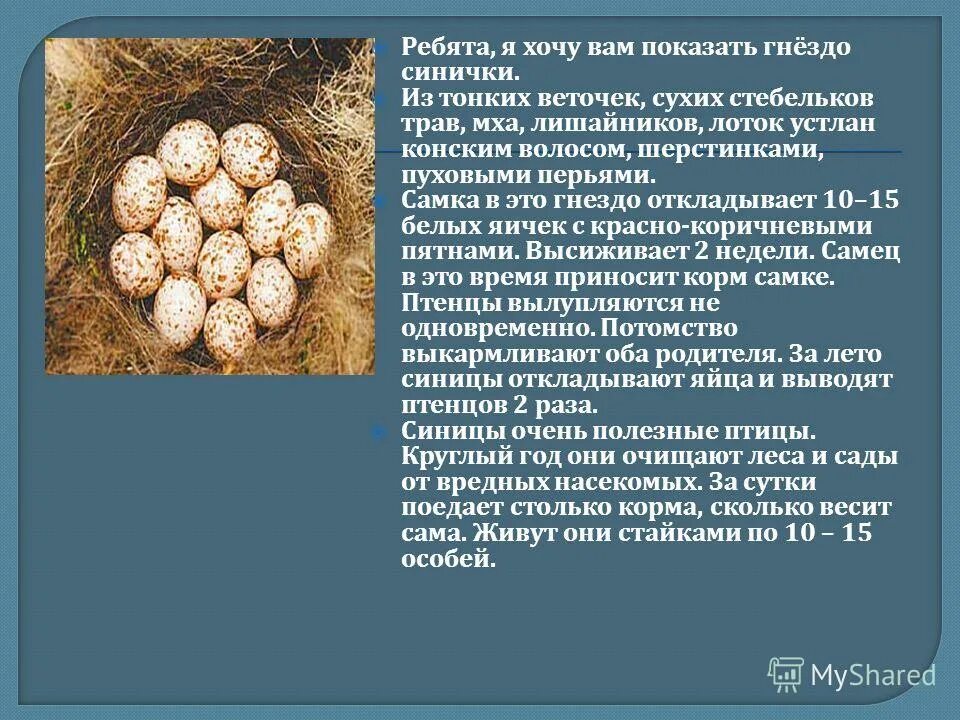 Сколько вынашивают яйца. Синица откладывает яйца. Яйца синицы. Яйца лазоревки. Синица высиживает яйца.