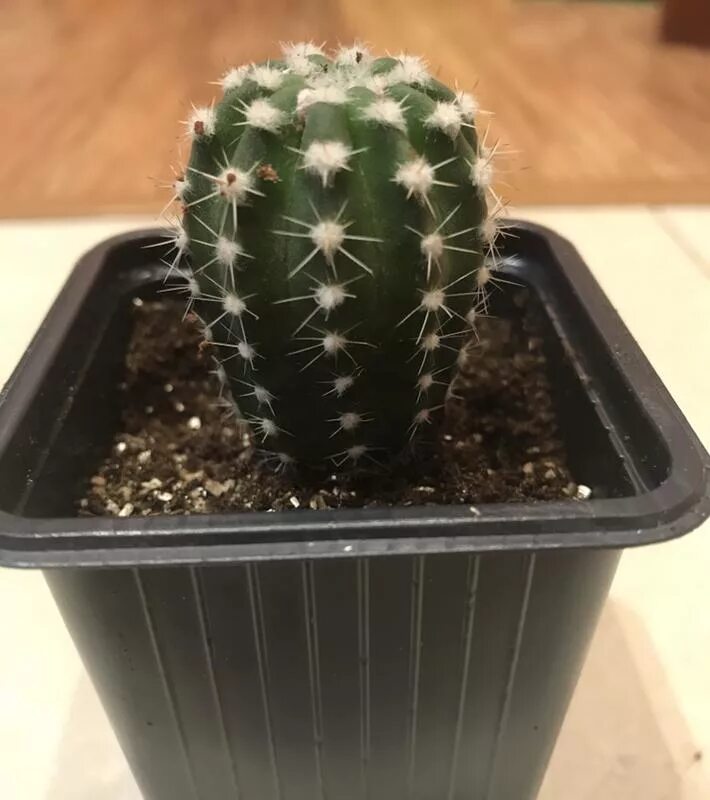 Названия кактусов. Самый популярный домашний кактус. Сорт кактуса bridle. Как определить вид кактуса домашнего. Кактус опунция микс.