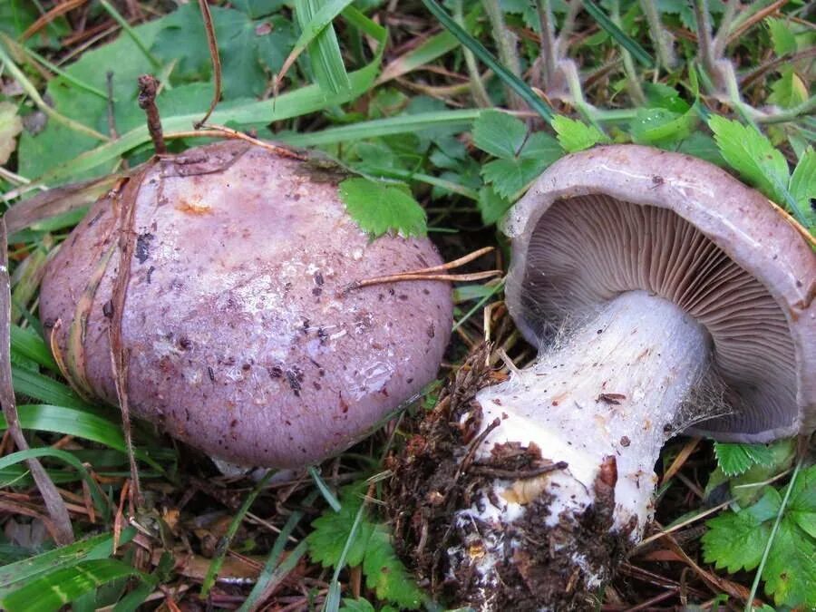 Паутинник сизо-голубой (cortinarius caerulescens). Паутинник особеннейший гриб. Грибы рядовки паутинки. Паутинник триумфальный гриб. Паутинник желтый (приболотник).