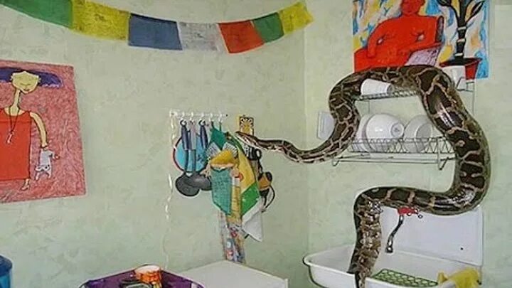 Съел хозяйку