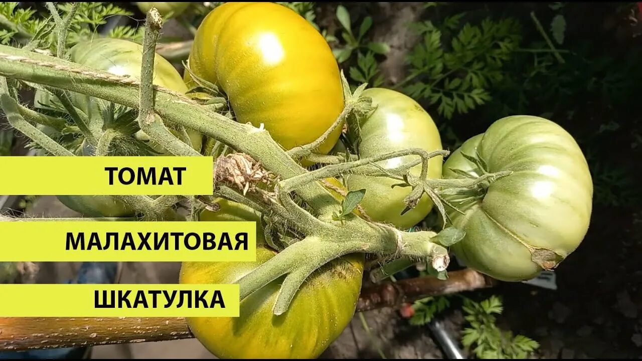 Урожайность томата малахитовая шкатулка. Малахитовая шкатулка сорт томатов. Томат малахитовая. Малахитовая шкатулка сорт томатов. Урожайность томата малахитовая шкатулка.