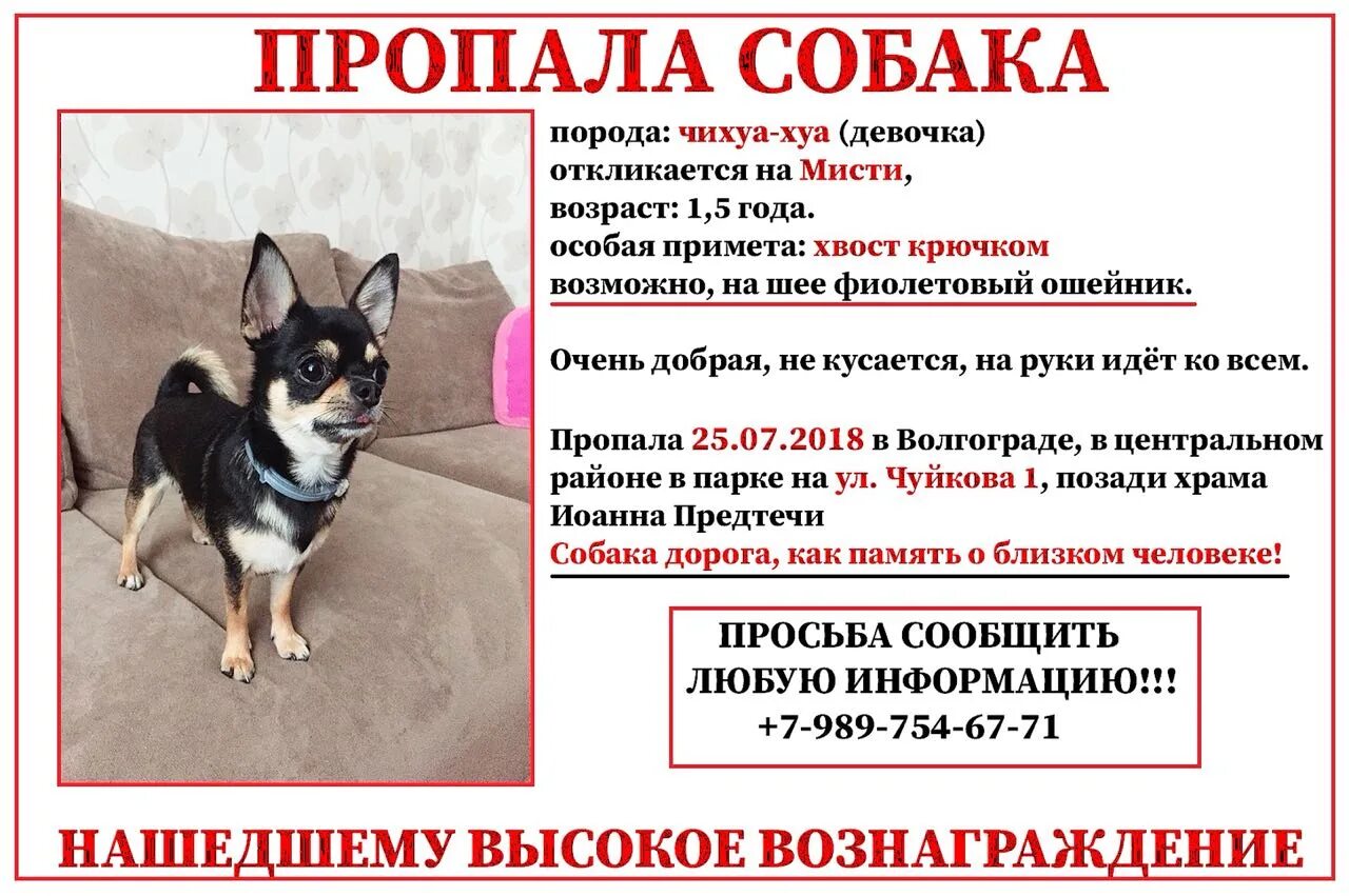 Объявления о животных. Объявление о пропаже собаки. объявление пропала собака. объявления о пропаже животных. потерялась собака объявления.