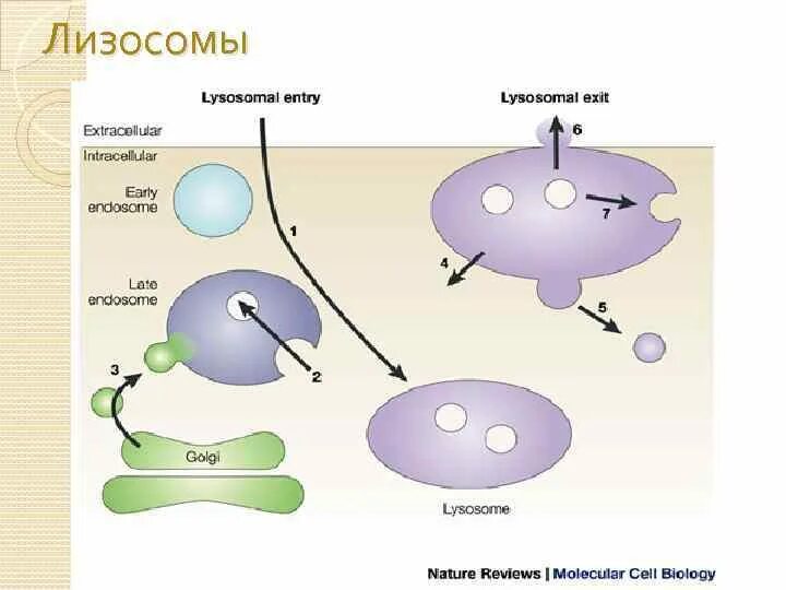 Первичные лизосомы образуются. Схема образования лизосом. Лизосомы строение. Образование лизосом рисунок. Лизосомы транспорт веществ
