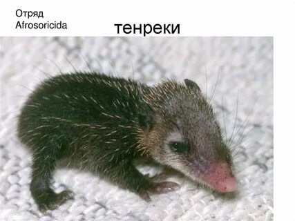 Щетинистый еж 6 букв