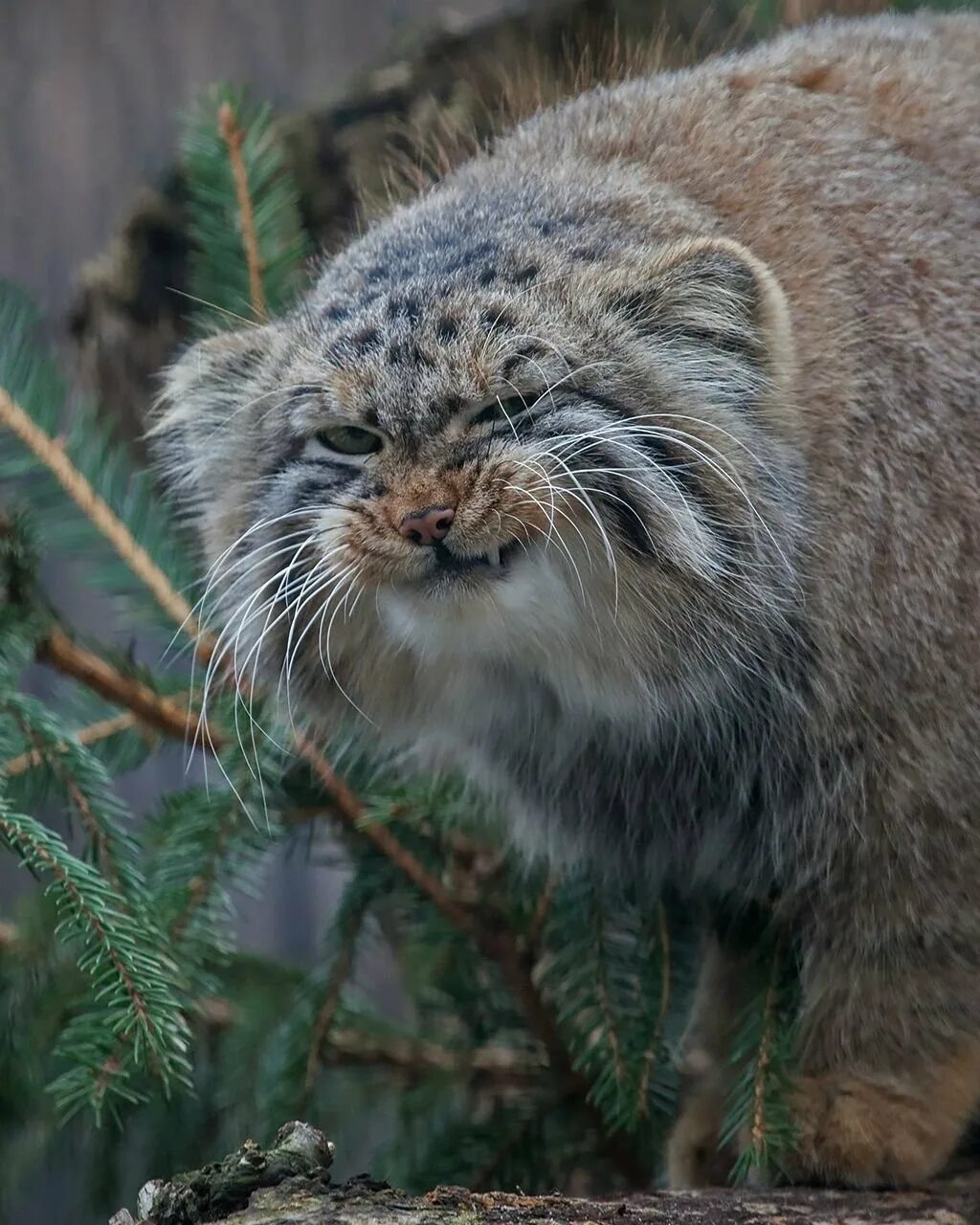 Манул кошкообразные. Сибирский дикий кот манул. манул (палласов кот). камышовый манул. камышовый кот манул.