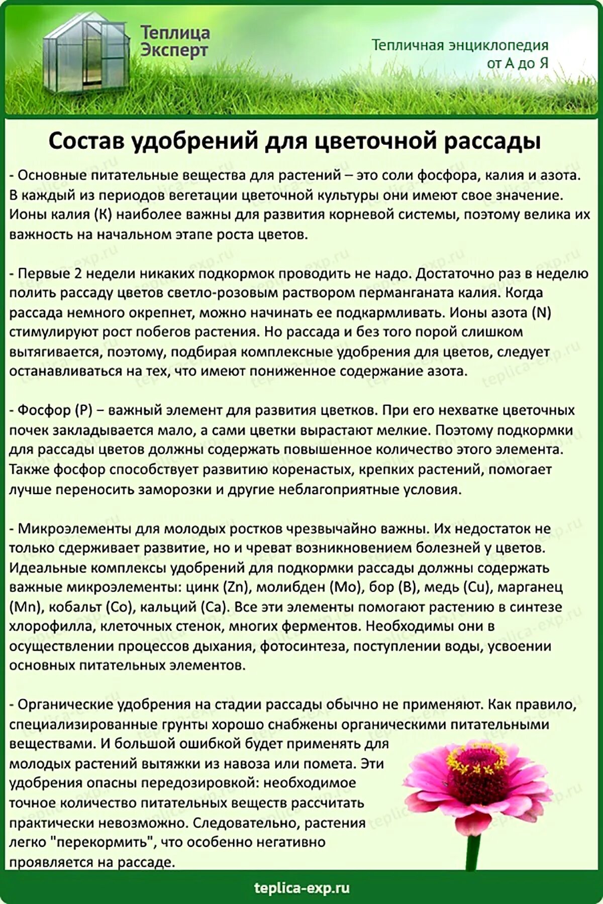 Подкормка рассады цветов в домашних. Подкормка рассады цветов. Рассада удобрение для рассады. Состав удобрений для растений цветов. Чем подкормить рассаду цветов.