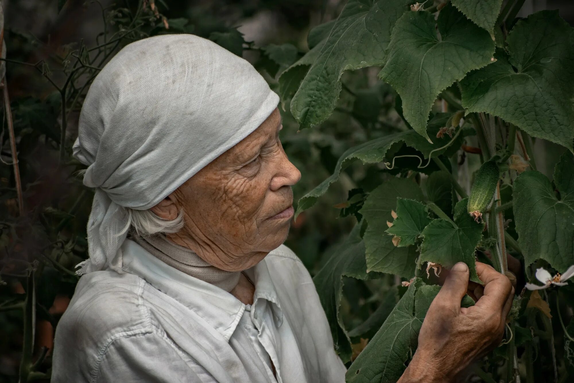 Старенькая бабушка. Серьезная бабушка. Деревенская бабушка. Бабулька из деревни. Деревенская бабушка.