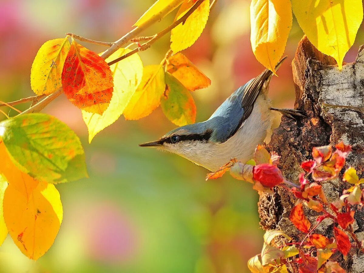 Autumn birds. Осенние птицы. Птицы осенью. Птицы в осеннем лесу. Осень в лесу с птицами.