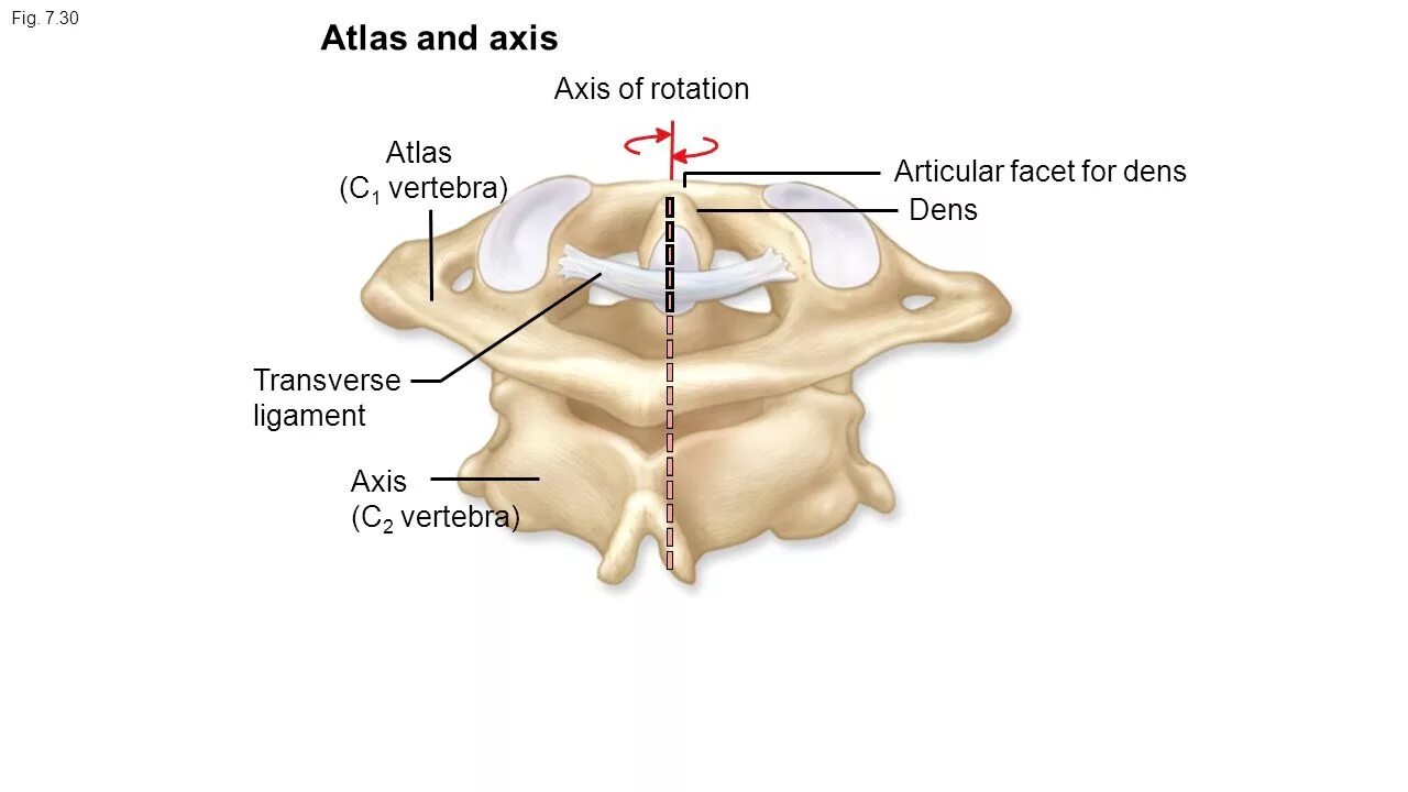 Dens axis. Dens axis