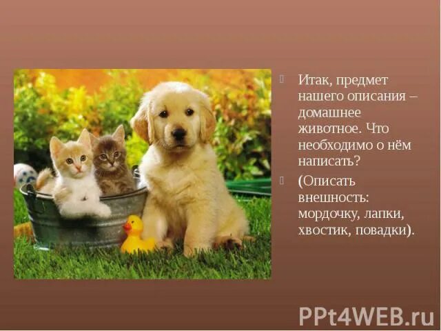 Опиши внешний вид у домашнего животного. Домашние животные , их внешний вид и повадки. Домашние животное характер, повадки. Как описать внешность домашнего питомца. Выберите предмет для описания любимую игрушку домашнее