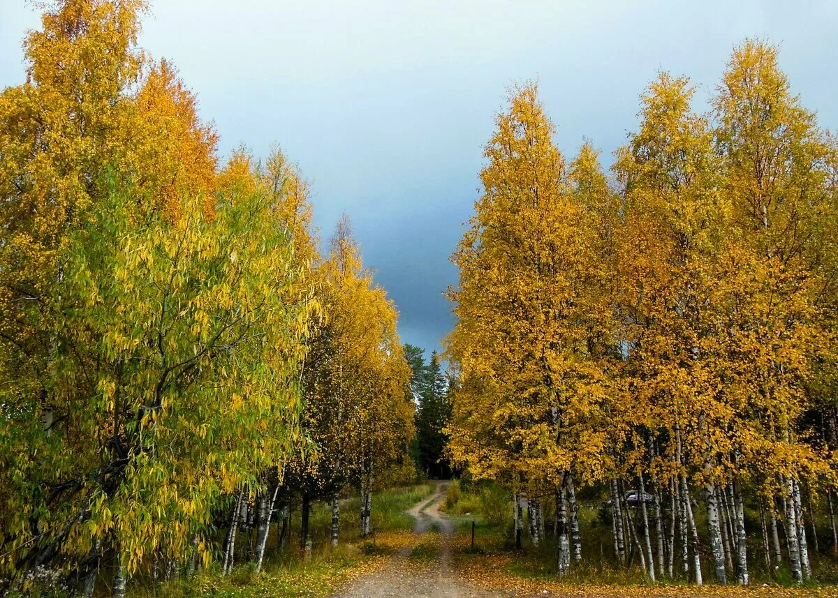 Осенняя береза. Береза осенью. Береза осень. Березка осенью. Берёза кудрявая осенью.