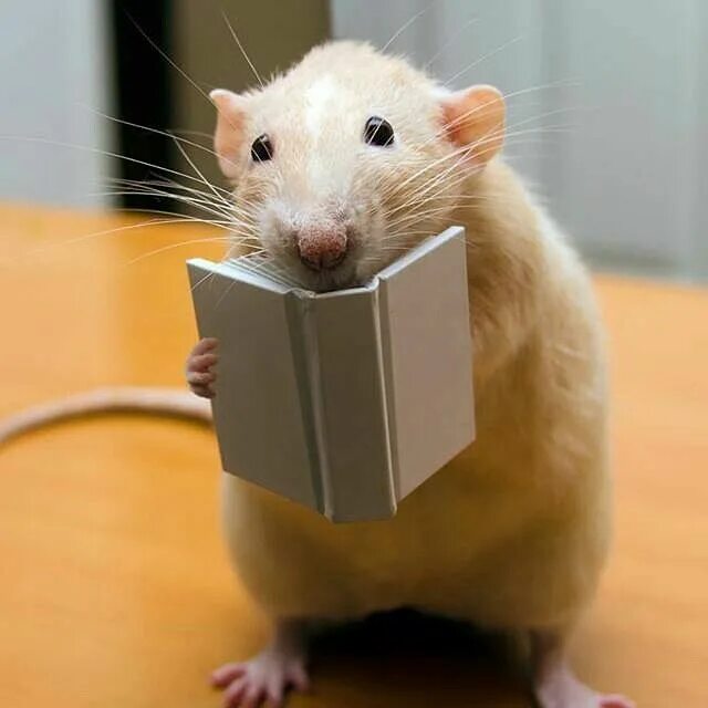 Rat meme