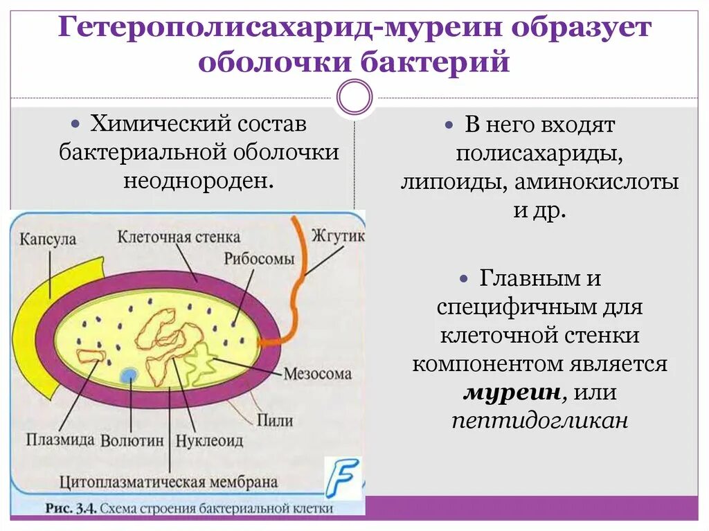 Клеточной мембране клетки грибов. Муреин клеточная стенка бактерий. Строение бактерии муреин. Строение муреина бактерий. Клетка бактерии строение муреин.