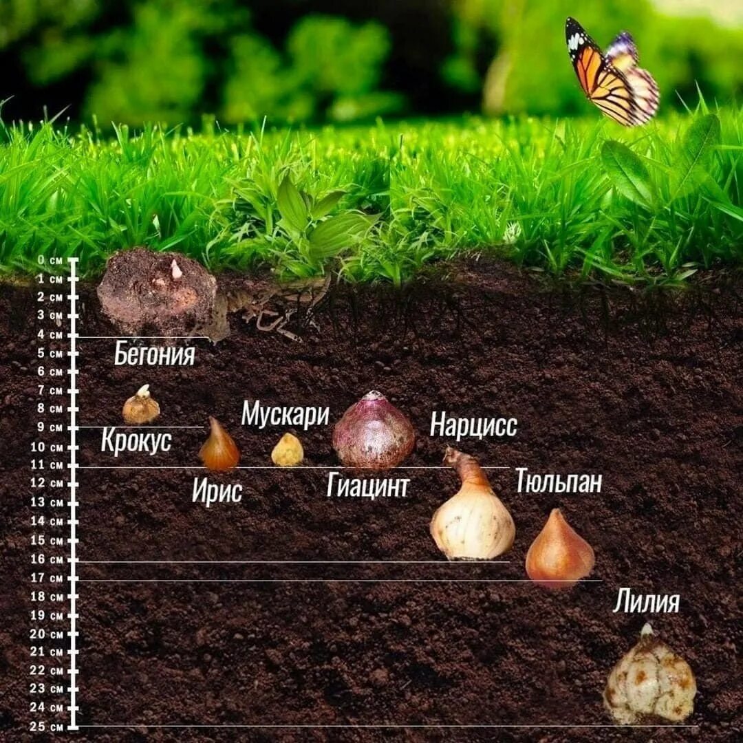 На каком расстоянии сажать луковицы. Глубина посадки луковиц лилий. Схема посадки луковичных. Глубина посадки луковичных. Посадка луковичных цветов.