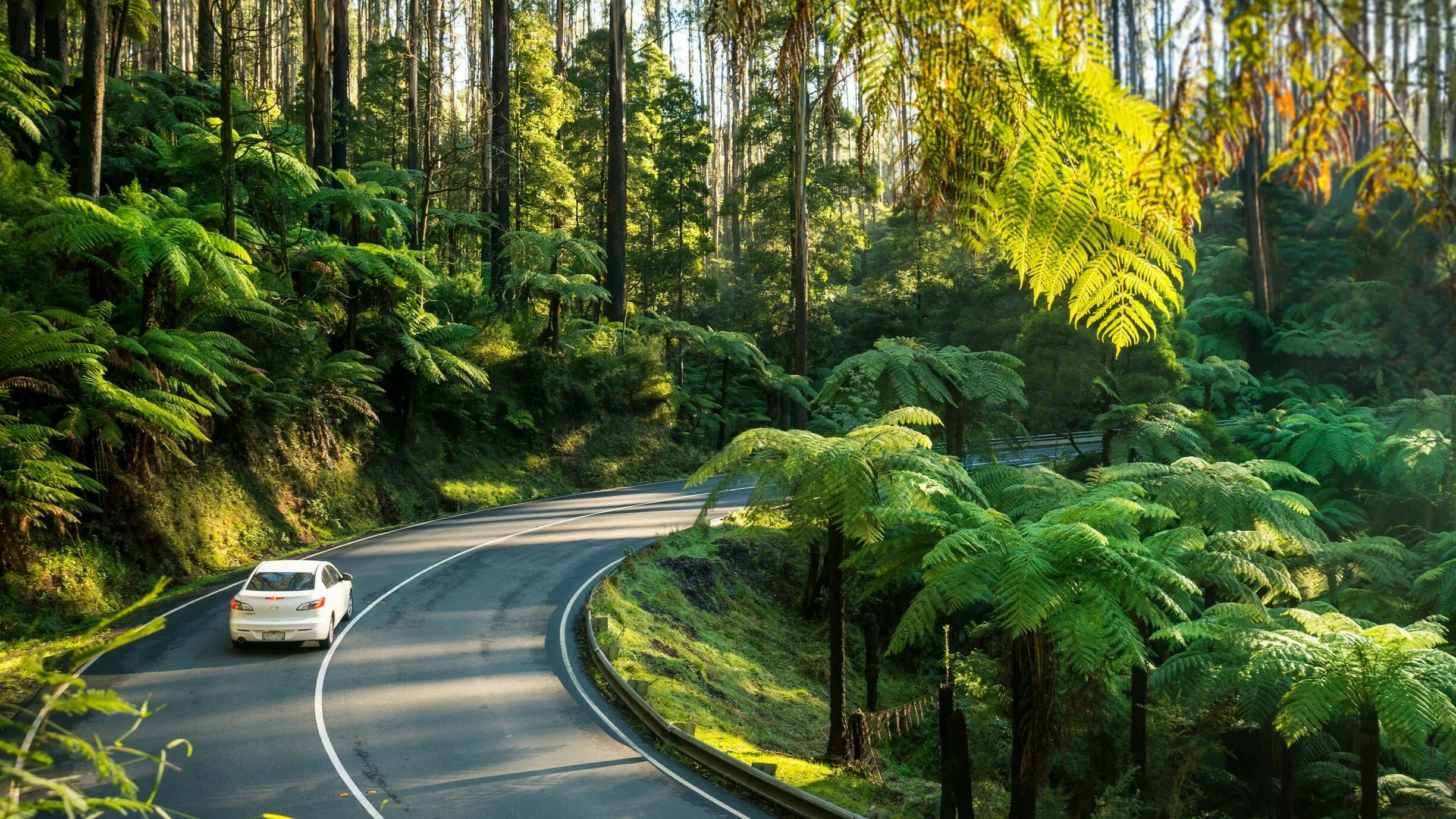 Дорога в лесу Австралия. Дорога в Австралии Лесная. Путешествие в леса Австралии. Национальный парк Данденонг в Австралии.
