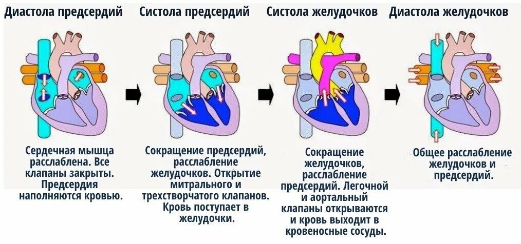 Строение сердца систола диастола. Систола и диастола желудочков. Систола желудочка сердца и диастола. Диастола предсердий и желудочков. Расслабление предсердий и желудочков