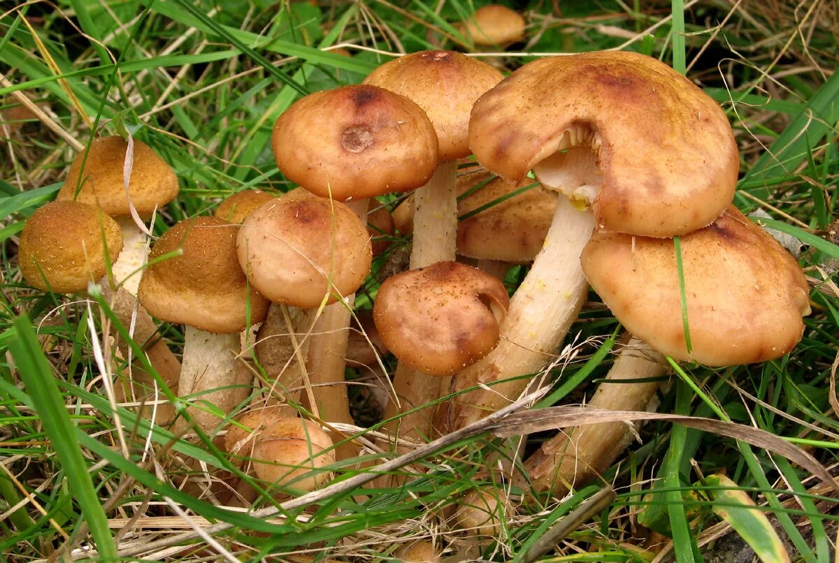 луговой опенок курги. опенок луговой ложный. опенок луговой негниючник marasmius oreades. луговые опята съедобные. сопень.