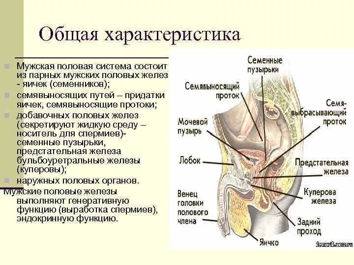 Придаточные железы мужчины. Мужская половая система анатомия строение яичек. Строение мужской половой системы наружные и внутренние. Половая железа мужская топография. Строение мужской половой системы железы.