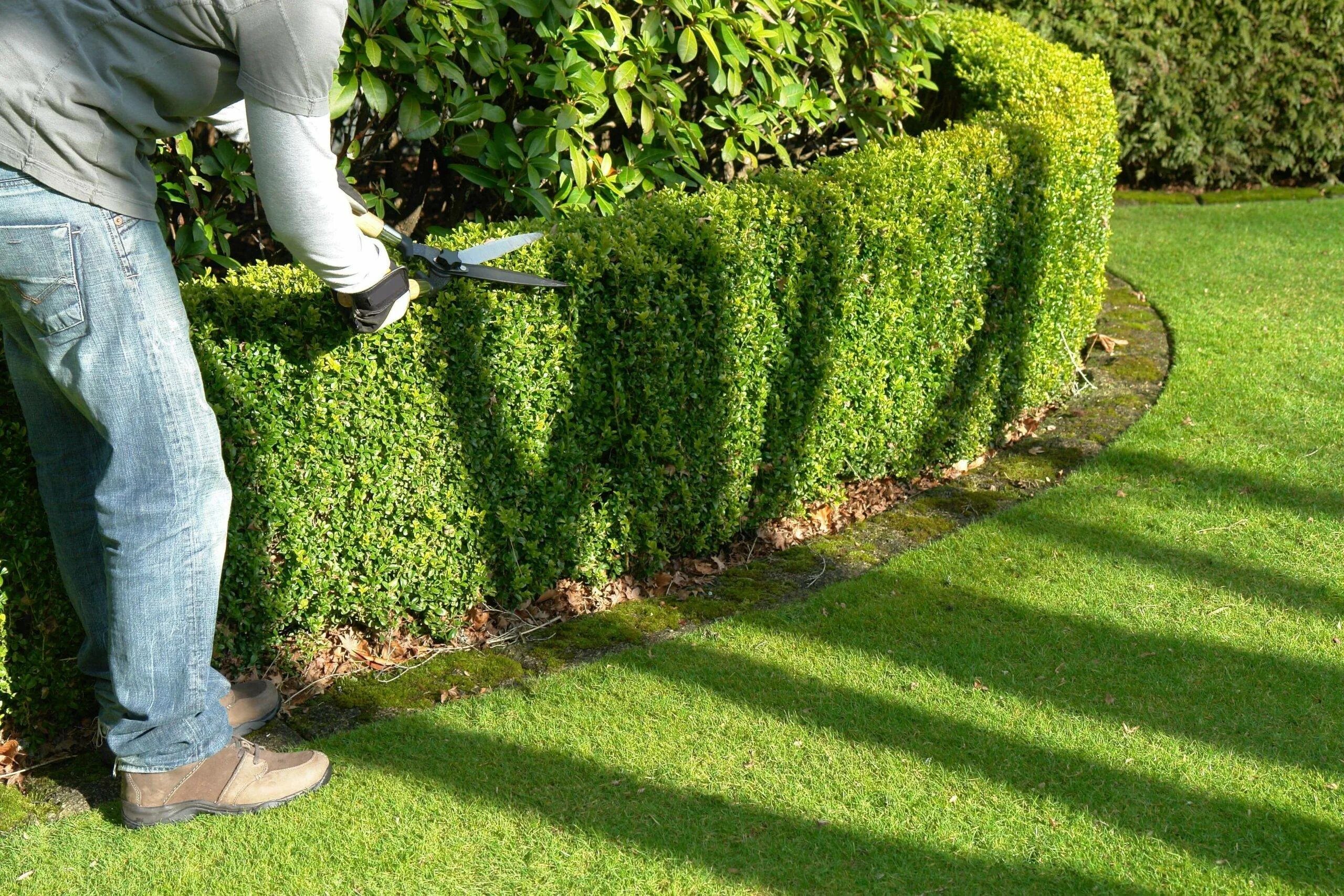 Топиарная стрижка самшита. Обрезка метельчатой гортензии осенью. Формировка гортензии метельчатой. Формировка куста крыжовника. Осенняя обрезка кустовой розы.