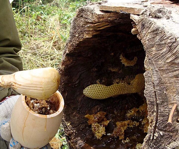 a caça do mel - Nepal Bee, Honey, Honey bee