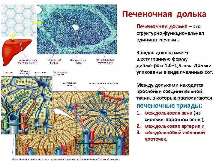 Форма клетки печени. Структурно функциональная единица печени ацинус. Строение печеночной дольки анатомия. Строение печени и печеночной дольки. Структура печеночной дольки.