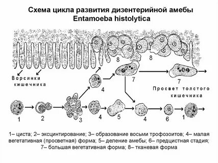 Жизненный цикл амебы