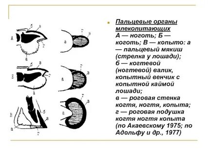 Орган млекопитающих накапливает больше всего алюминия