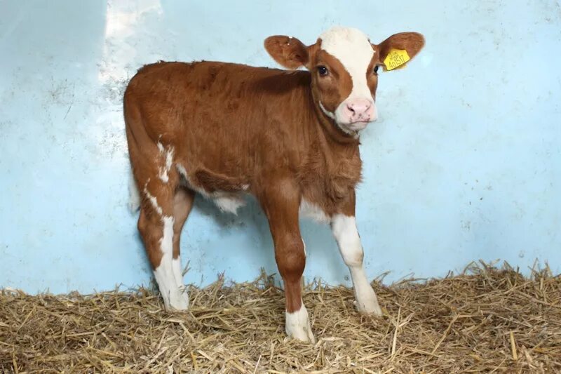 маленькие телята. таблица измерения крс живым весом быков рулеткой. какие года бычка. календарь 2021 год год быка. таблица продуктивность бычков мясных пород.