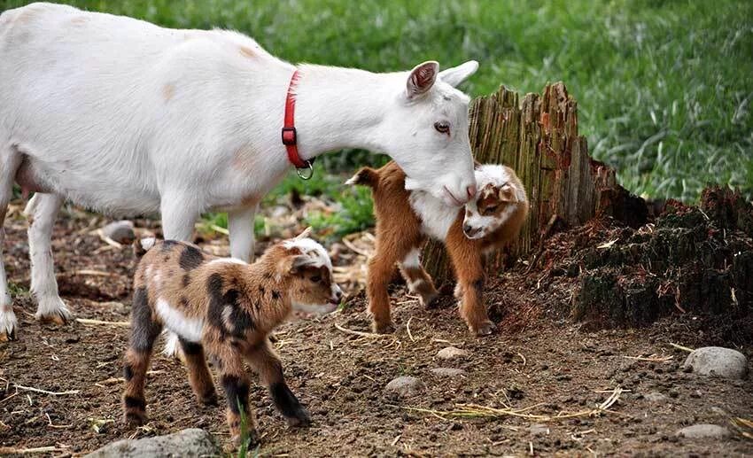 Камерунская порода коз. Камерунский карликовый козел. Камерунские карликовые козлята. Мини козы. Камерунский карликовый козлик.