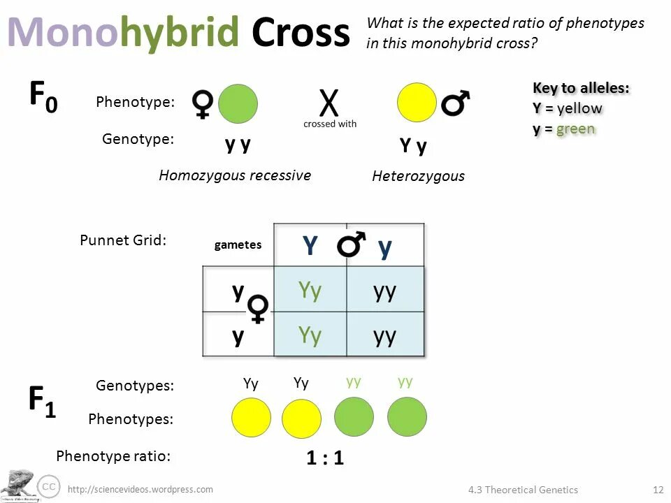 Monohybrid Cross. Моногибрид дегеніміз не. Genotype. A punnet перевод.