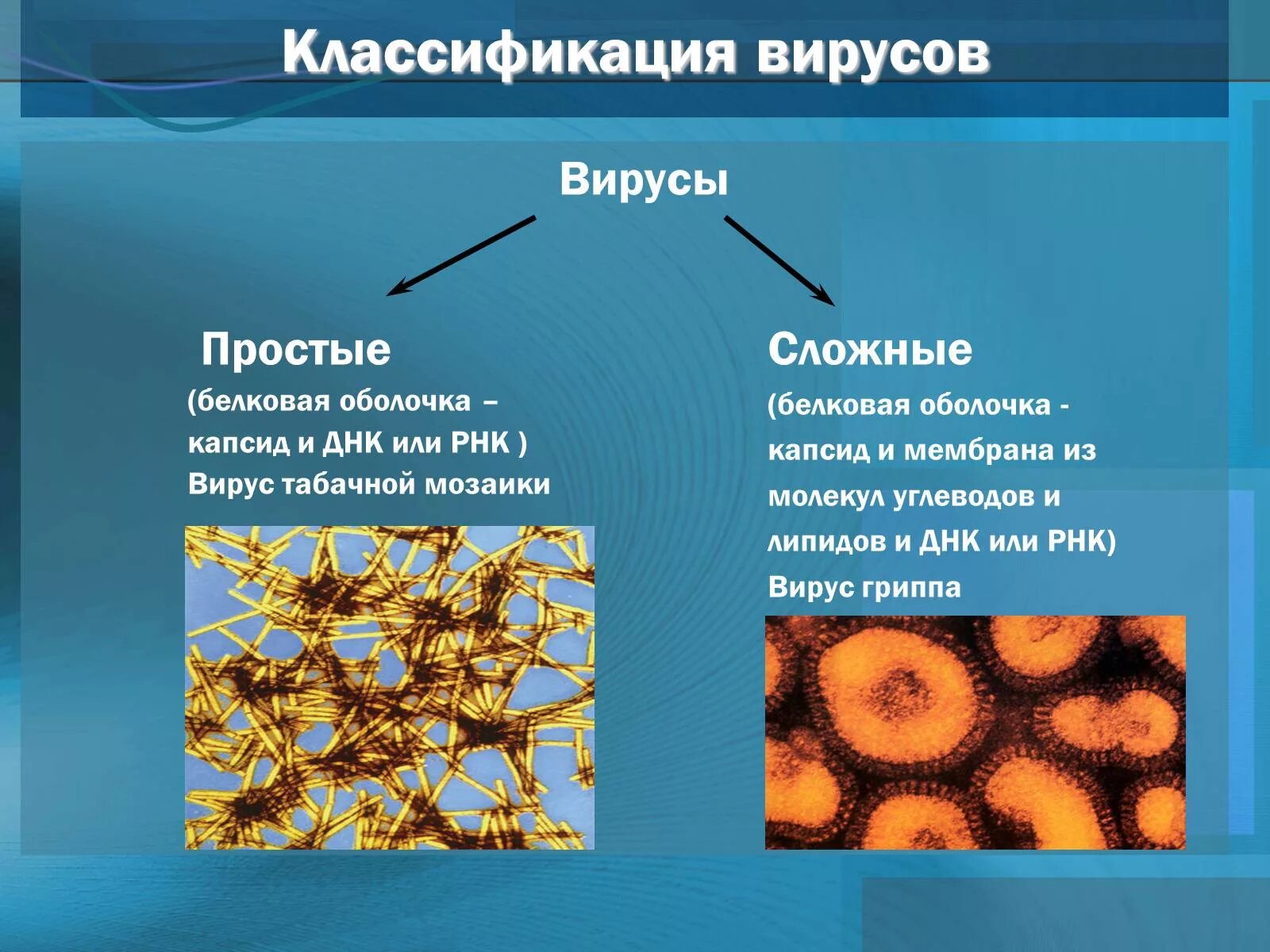 Биология контрольная работа вирусы. Презентация на тему вирусы. Вирусы биология. Сообщение о вирусах. Биология тема вирусы.