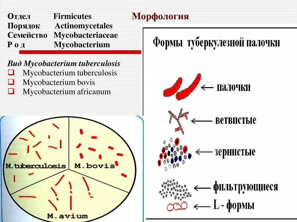 Микробиология возбудителей. Коклюш микробиология таксономия. Возбудители бактериальных кишечных инфекций микробиология. Дифтерия коклюш микробиология. Палочка коха микробиология.