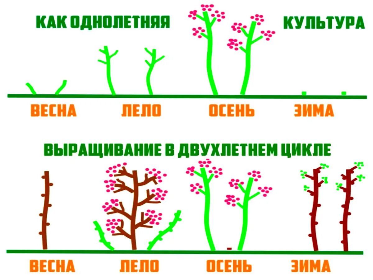 Схема обрезки ремонтантной малины. Обрезка ремонтантной малины весной схема. Схема обрезки малины Таруса. Малиновое дерево Таруса формировка.