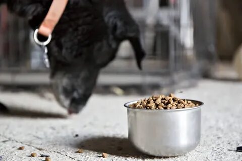 Можно кормить собаку кошачьим сухим кормом
