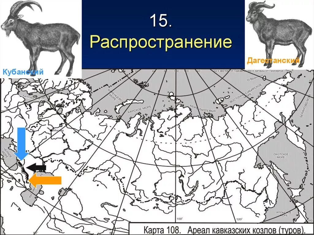 Где находится полярный волк колония на карте. Ареал обитания горного козла. Сибирский горный козел ареал. Ареал обитания горных Козлов Кавказа. Ареал обитания Сибирского горного козла.