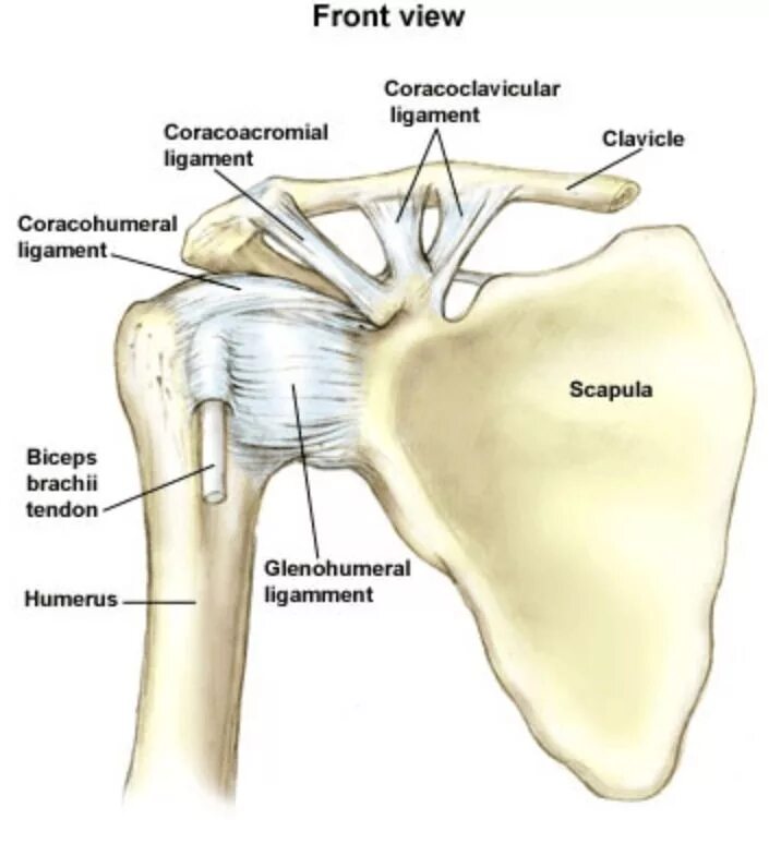 Анатомия плечевого сустава. Glenohumeral ligament. Ligament of the Shoulder Joint. Строение плечевого сустава человека. Coracohumerale ligament.