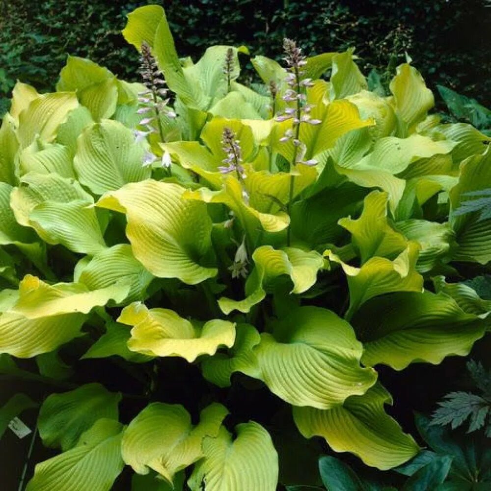 Мун хост. Хоста гибридная аугуст мун. хоста август мун. хоста hosta august moon. хоста гибридная август мун.