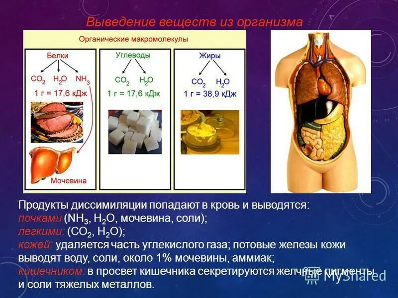 выведение железа из организма. эти вещества должны быть удалены из организма. токсины в организме. как организм удаляет ненужные вещества. выделение веществ в организме человека.