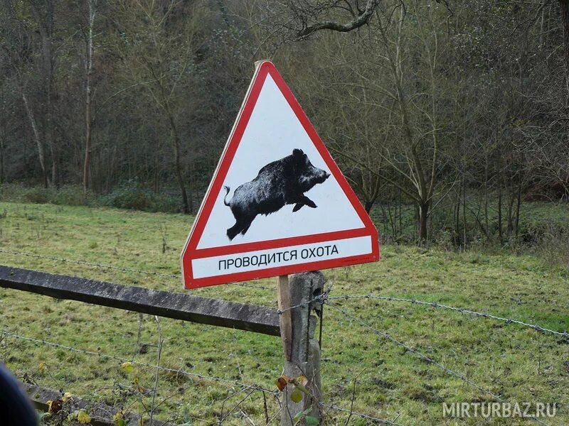 Запрет охоты на животных