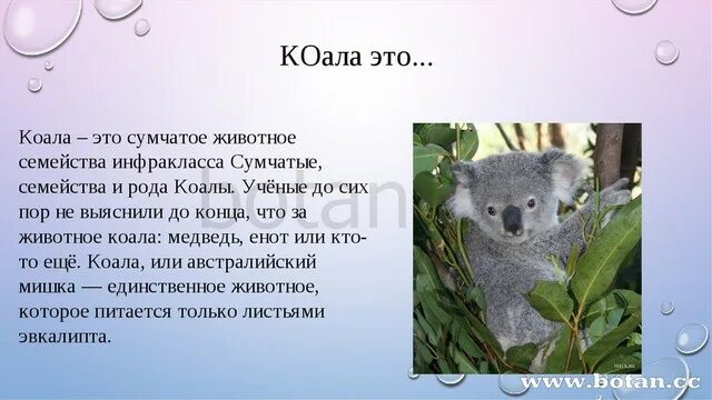 Какой тип развития характерен для коалы. Рассказ про коалу. Коала презентация. Коала животное описание. Коала доклад.