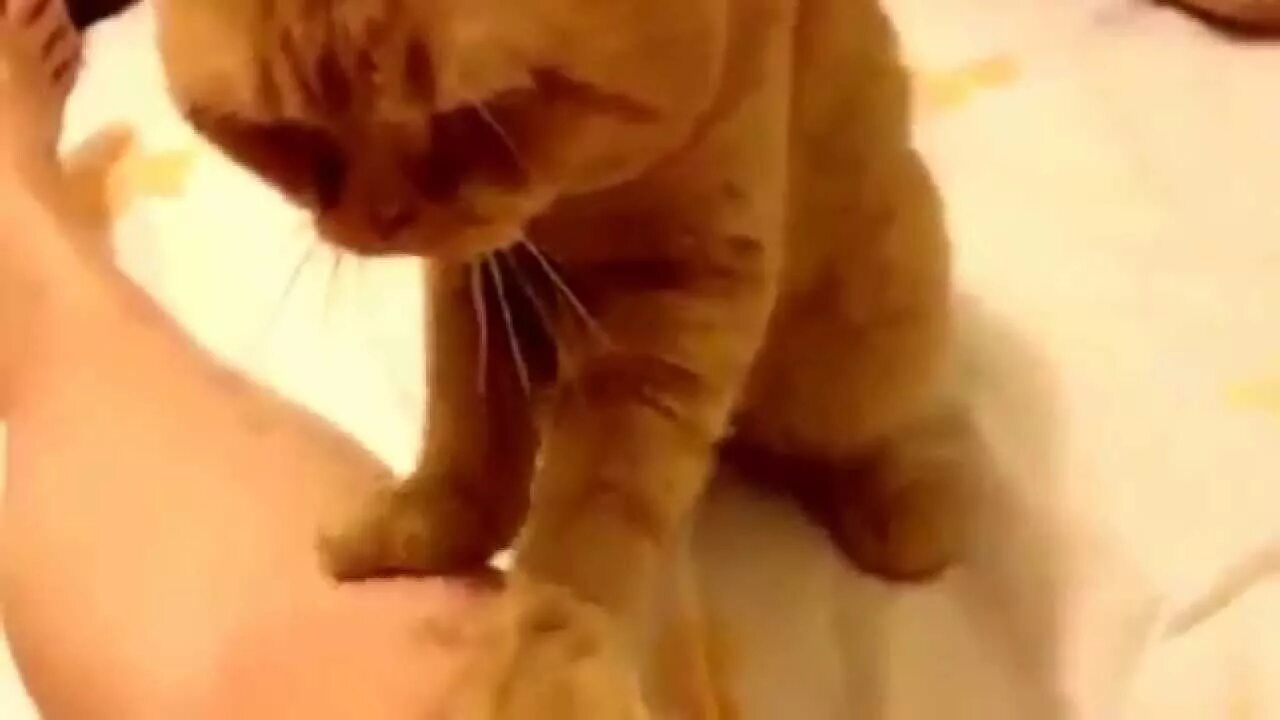 Кошка делает массаж лапками