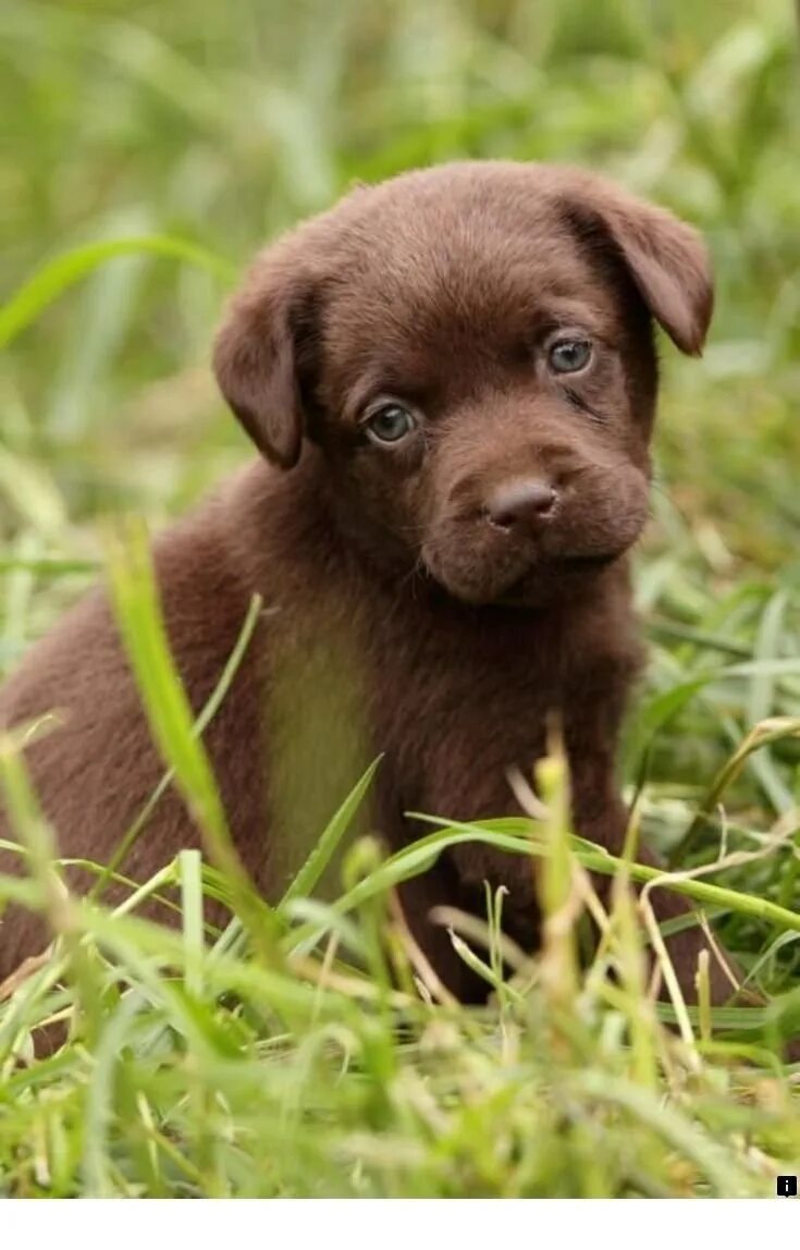 Собаки коричневого окраса. Лабрадор ретривер шоколад. Лабрадор ретривер коричневый. Лабрадор ретривер шоколадный. Шоколадный лабрадор.
