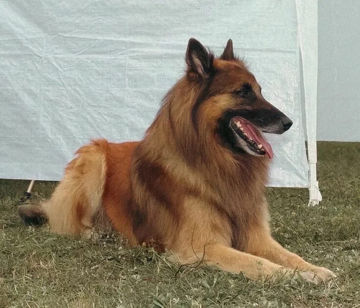 Belgian Tervuren. Dogs, Purebred dogs, Belgian shepherd