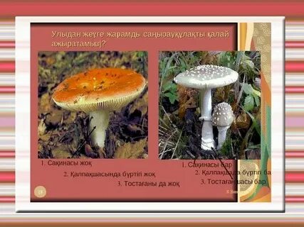 Желідегі саңырау кисканың жақыннан түсірілімі