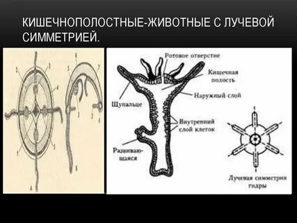 Нервная система двухслойных животных