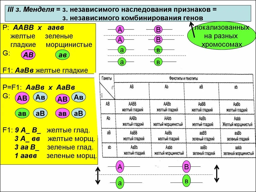 Дигибридное скрещивание дигетерозигот. Независимое наследование признаков 3 закон Менделя. Схема скрещивания 3 закона Менделя. Законы Менделя схемы наследования признаков. Таблица дигибридного скрещивания генетика.