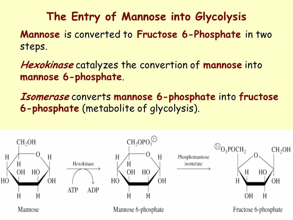 Манноза 6 фосфат. Манноза биохимия. Д манноза. Манноза д манноза.
