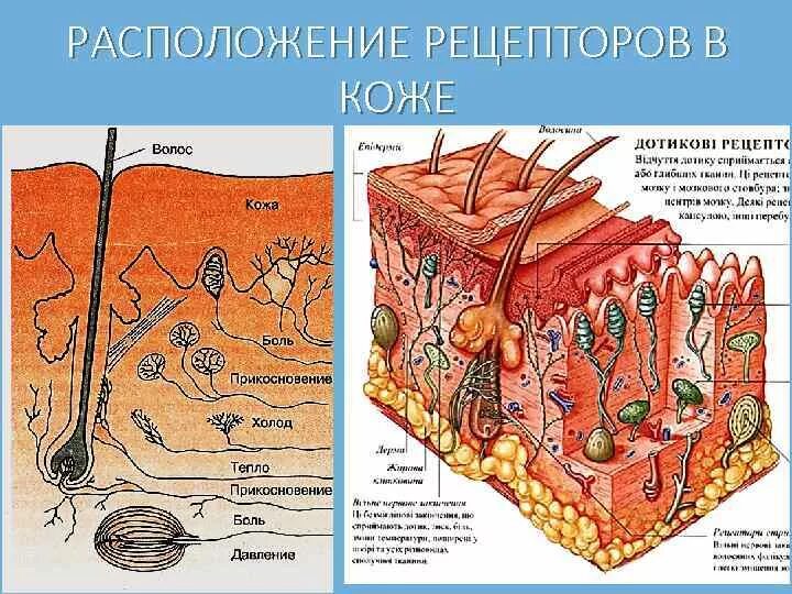 Холодовые и тепловые рецепторы кожи. Рецепторы кожи строение и функции. Строение кожи кожные рецепторы. Рецепторы кожи рис 110.