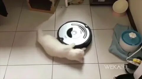 Кот пылесос видео
