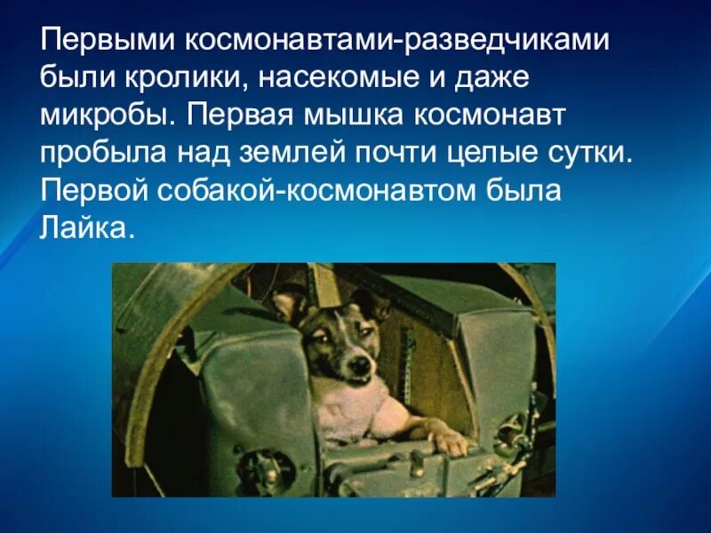 Первые космонавты разведчики. Первыми космонавтами-разведчиками были собаки, кролики, насекомые. Космонавт для презентации. Первая мышь космонавт. Презентация день космонавтики 2 класс